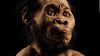 İnsan Atalarının ve Soyu Tükenmiş Yakın Kuzenlerinin Yüzleri Neye Benziyordu?
