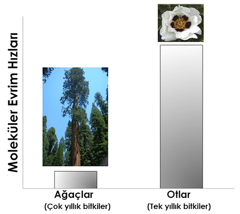 Görsel 3. Tek yıllık (otlar) ve çok yıllık (ağaçlar) bitkilerin moleküler evrim hızları arasındaki fark. 2013 Nature Education Ağaç görseli: Cordero, Çiçek görseli: Wikimedia Commons