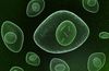 Evrimsel Süreç - 10: Prokaryotlardan Ökaryotların Evrimi ve Endosimbiyotik Kuram (2.7 Milyar - 900 Milyon Yıl Önce)