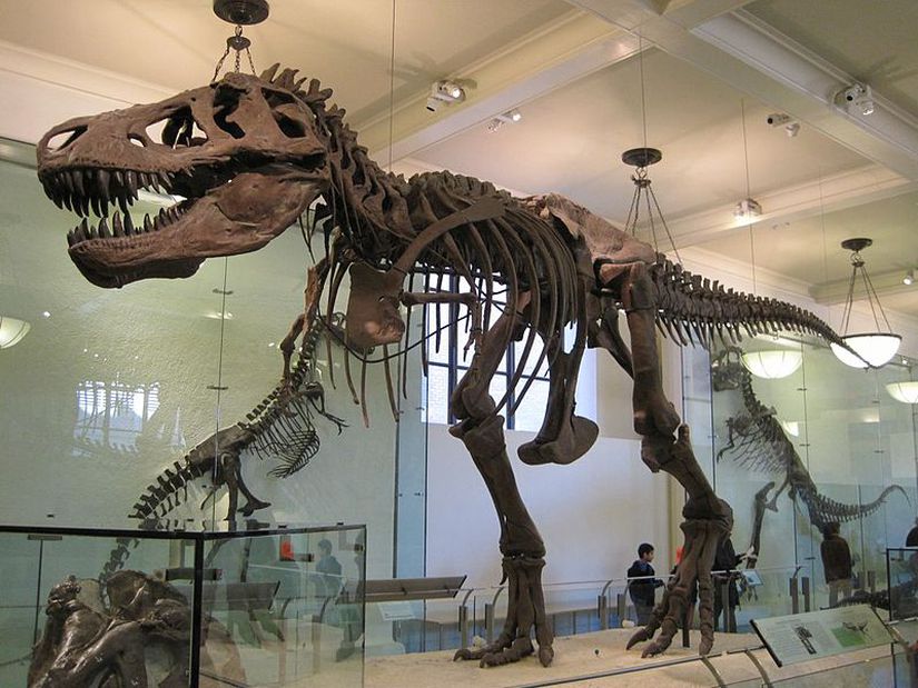 Stephen Jay Gould'un daha  yaşındayken Amerikan Doğa Tarihi Müzesi'nde gördüğü T. rex iskeleti, belki onun paleontolog olmasının temellerini atmıştı.