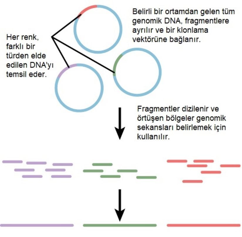Metagenomik, çevresel bir niş içindeki birden çok türden DNA'nın izole edilmesini içerir. DNA'lar kesilip dizilenerek birden fazla türün tüm genom dizilerindeki örtüşen parçalardan yeniden inşa edilmesi sağlanır.