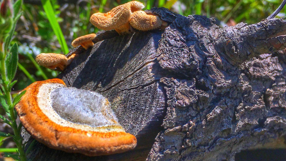 mantarlar fungi evrim agaci