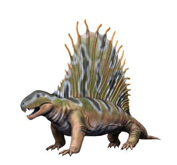 Soyu tükenmiş olan bir Sphenacodontia türü, Dimetrodon (295-272 milyon yıl önce)
