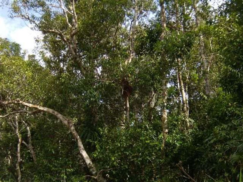 Ormanda bir orangutan
