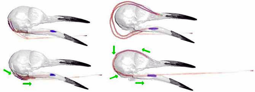 Görsel 4: Kısa (solda) ve uzun dilli (sağda)ağaçkakan kafa tası ve hyoid kemiği. Kestane rengi çizgiler dil uzanırken branchiomandibularis kasının (Mbm) hareketini gösterir. Mbm'nin çene kemiğine bağlanışı mor renkle gösterilmiştir. Şekil 3'teki