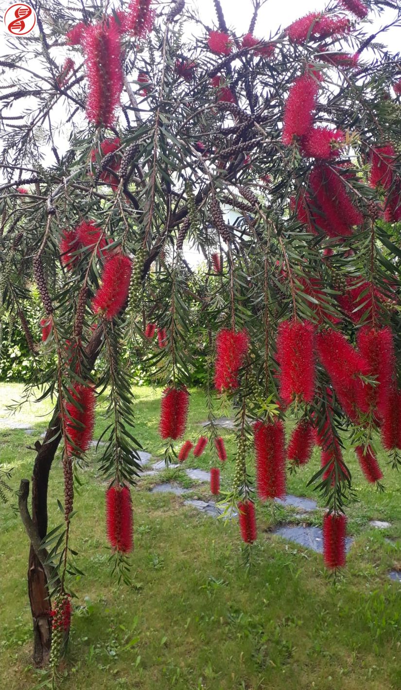 Mersingiller (Myrtaceae) familyasına bağlı Fırça çalısı (Melaleuca citrina), Bursa.