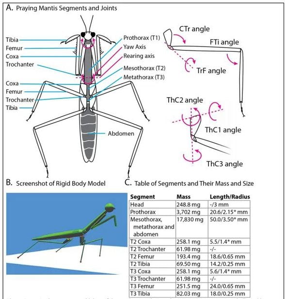 Mantis Vücut Modeli Parametreleri
