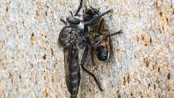 Suikastçi sinek (Asilinae)