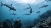 Köpekbalıklarını Daha Etkili Bir Şekilde Korumak İçin İlk Kez Koruma Odaklı Bir Habitat Haritası Üretildi!