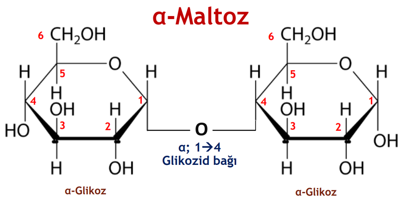 İki monosakkaritin (glikoz) birleşerek β 1-4 glikozid bağı ile disakkaritlerin oluşturulması.