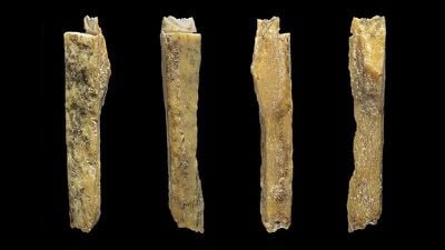 Neandertal-Denisovan Melezinin Bulunduğu Mağaradan Yeni Kemikler Çıkarıldı!