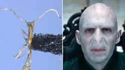 Pilbara'da Yeni Keşfedilen Karıncaya 'Lord Voldemort' Adı Verildi.