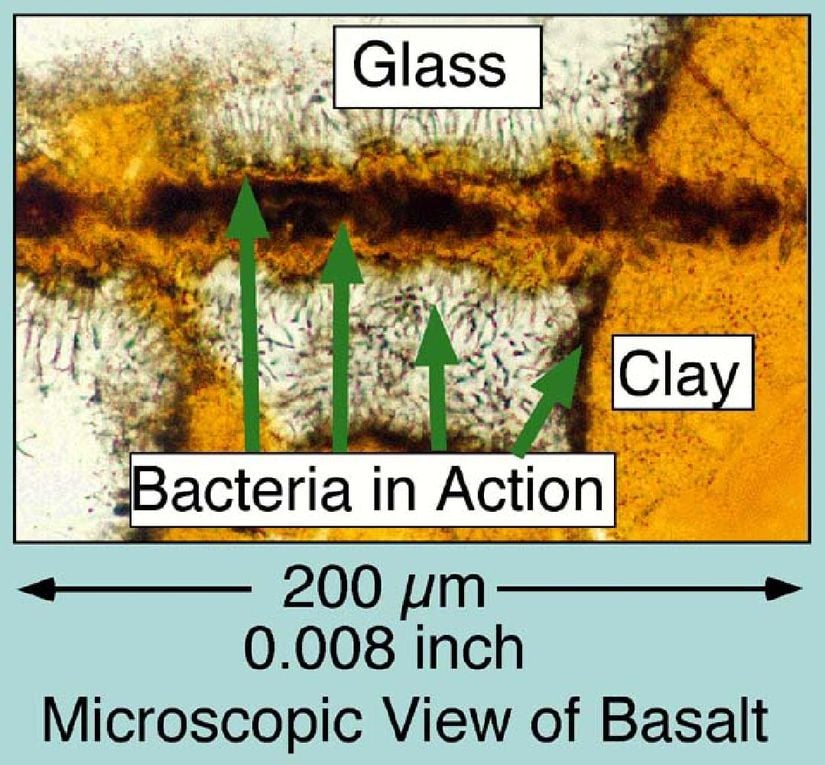 Bazalt yiyen mikropların şeması.
