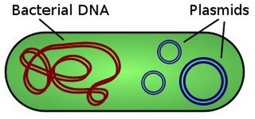 Görselde, sol tarafta bakterinin kendi DNA'sını, sağ tarafta ise plazmid DNA yapısını görmektesiniz.