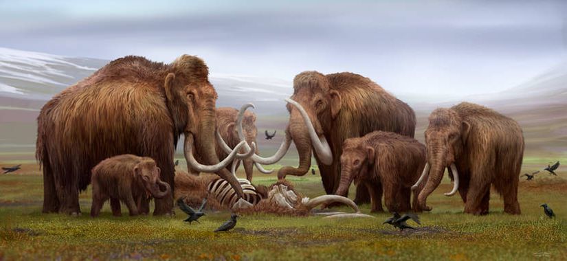 Yünlü mamutların sürüden ölen bir bireyin başında beklerken gösteren bir çizim.