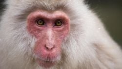 Genetiği Değiştirilmiş Makaklar: Maymunların Beynine İnsan Genleri Eklendi!