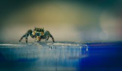 Su Altında 30 Dakika Gizlenen Örümcek