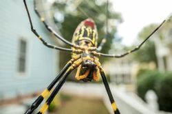 Güneydoğu ABD'ye Yayılan Devasa Örümceklerin Şaşırtıcı Bir Hayatta Kalma Özelliği Var