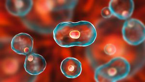 Vücudunuzdaki Hücreler Günde Toplam Kaç Defa Mitoz Bölünme Geçiriyor?
