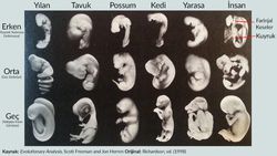 Evrimin Embriyolojik Kanıtları Nelerdir?