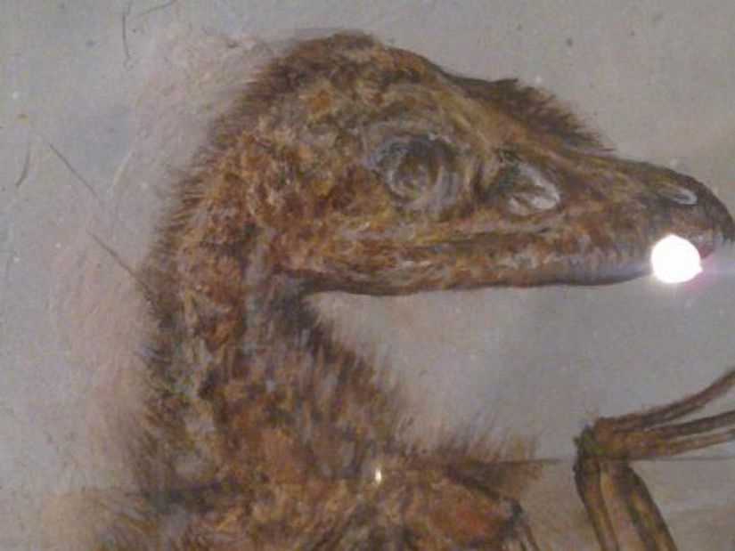 Sinonithosaurus (Fosil)