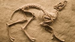 Fosil Nedir, Nasıl Oluşur? Bir Canlının Fosilleşmesi İçin Hangi Şartlar Gerekir? Fosilleşme Basamakları Nelerdir?