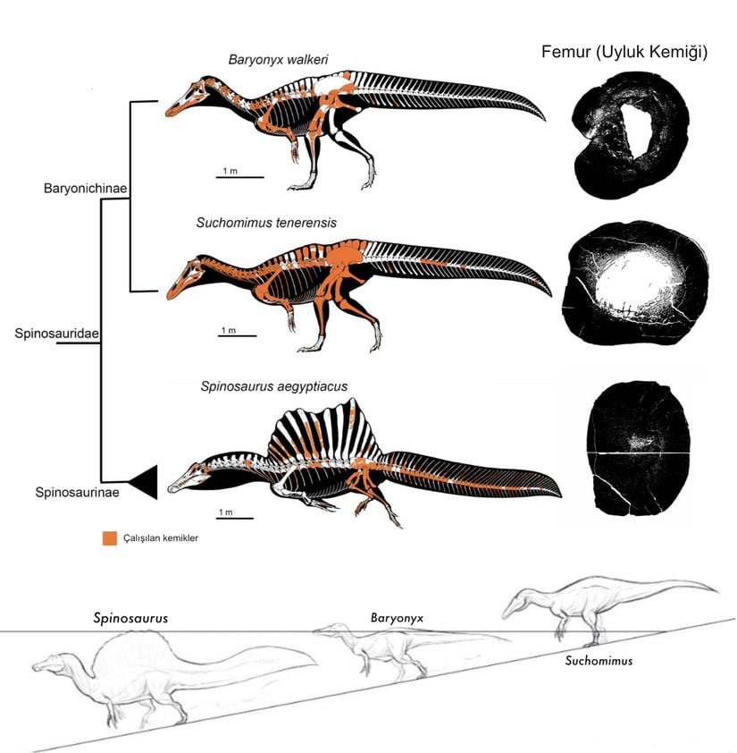 Spinozorgiller (Spinosauridae) familyası içerisindeki sucul ekolojik nişlere ait bulgular.
