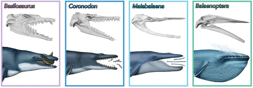 Dişsiz balinaların ağız yapılarının evrimsel süreci. Boyutlar gerçeği yansıtmamaktadır.