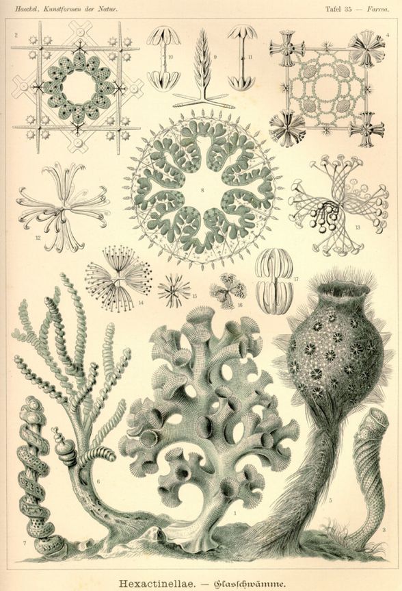 Haeckel, 1904