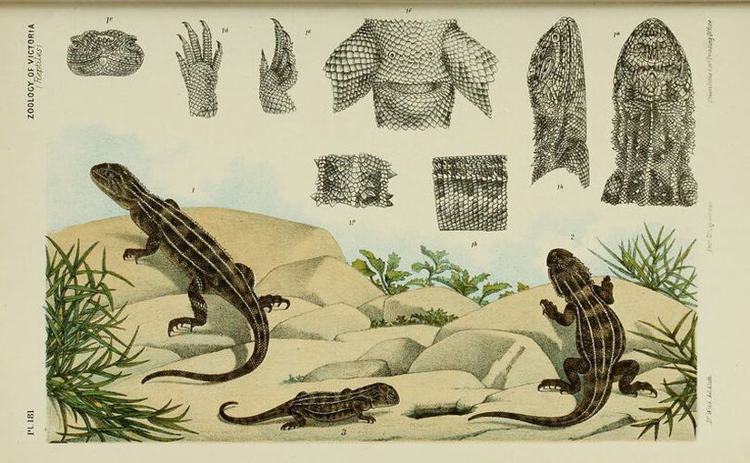 Victoria Müzesi koleksiyonunda bulunan Viktorya dönemi otlak kulaksız ejderhasının bir illüstrasyonu.