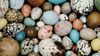 Kuş Yumurtaları Neden Farklı Renklerde Olacak Şekilde Evrimleşti?