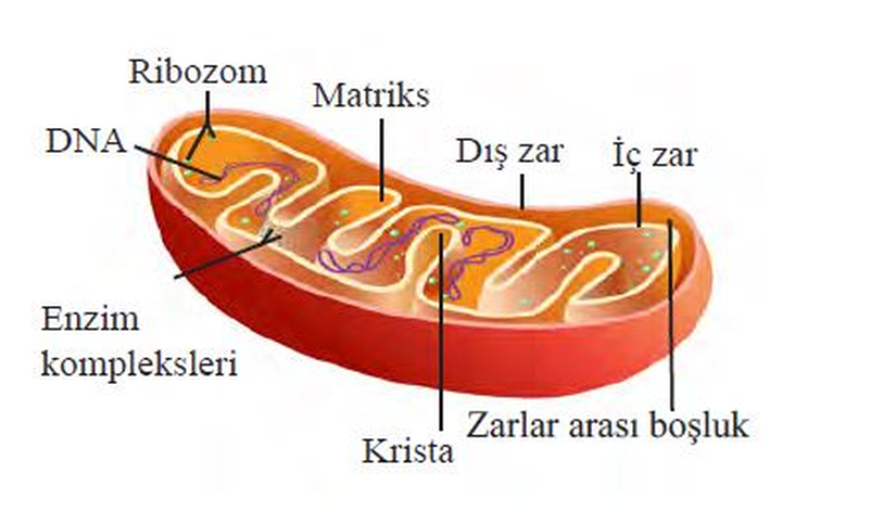 Mitokondri Yapısı