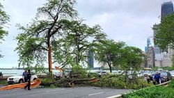 Şehirdeki Ağaçlar Ne Kadar Riskli Olabilir? Buna Uygun Hangi Önlemleri Almamız Gerekir?