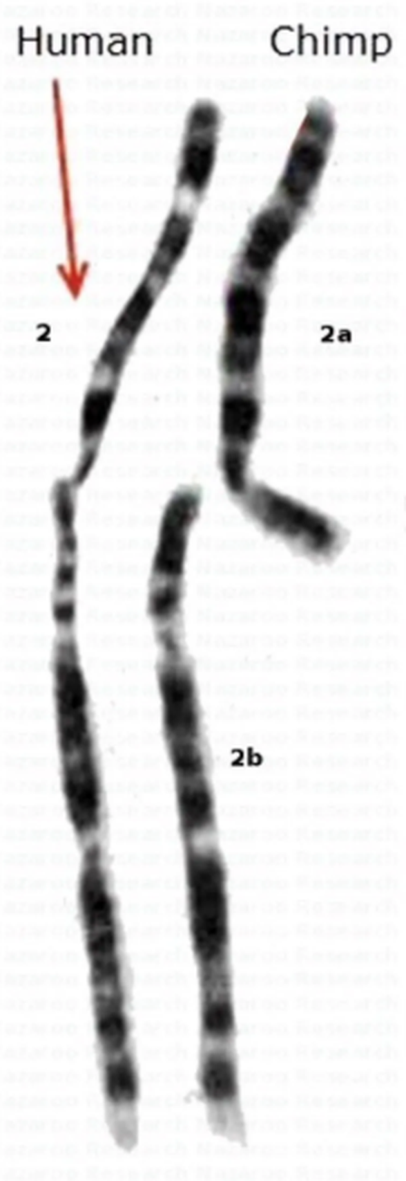 İnsanda bulunan 2.Kromozom ve şempazede bulan 2A ve 2B kromozmları.
