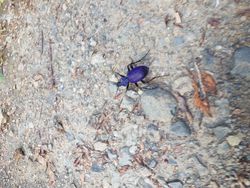 Samsun'da fotoğrafladığım bu böcek hangi tür?