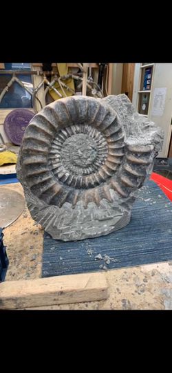 Bu neyin fosili acaba?