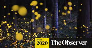 Fireflies Flicker Under Threat Despite Their Essential Role In Nature