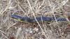 Eskülap yılanı (Zamenis longissimus)