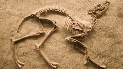 Fosil Nedir, Nasıl Oluşur? Bir Canlının Fosilleşmesi İçin Hangi Şartlar Gerekir? Fosilleşme Basamakları Nelerdir?