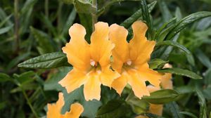 Unveiling The Genetic Mysteries Of Monkeyflower Colors