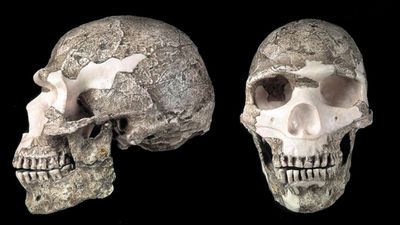 Modern İnsanlar Neden Daha Fazla Neandertal Genine Sahip Değil?