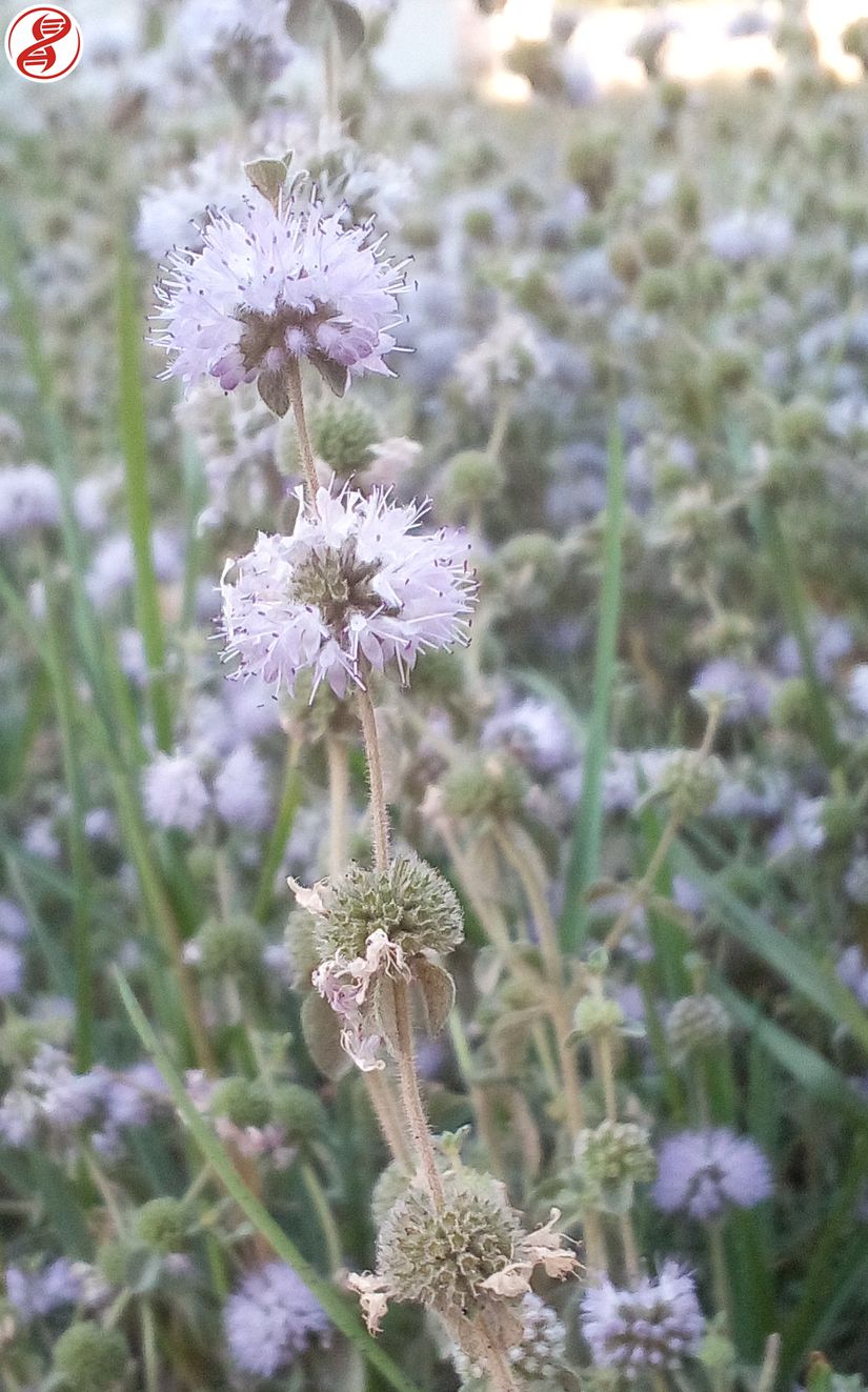 Nane (Mentha) cinsine bağlı Yarpuz (Mentha pulegium) çiçekleri, Bursa.