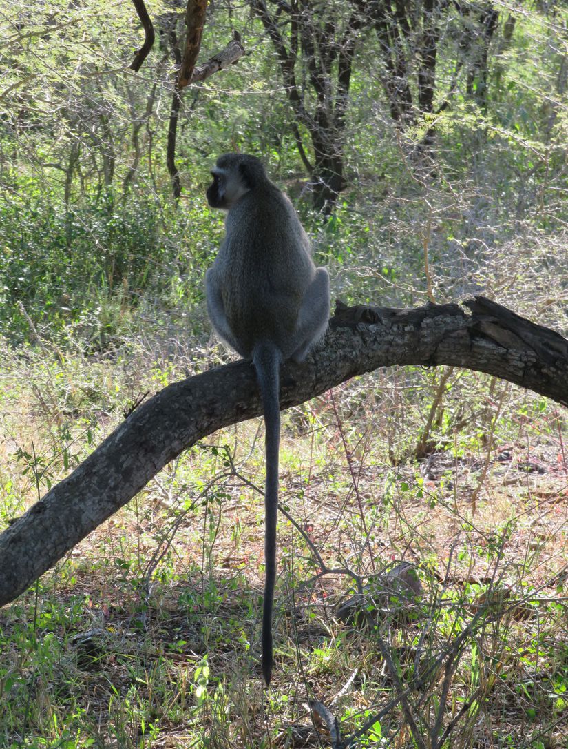 Vervet Maymunları uzun kuyruklara sahiptir