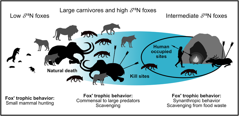 Fig 2: Fig 2: Mavi alan, insanların beslenme kaynakları üzerindeki etkisini gösteriyor. Düşük δ15N (izotop oranı) tilkilere insanların hiçbir etkisi yokken, orta δ15N tilkilere çok güçlü bir etkisi söz konusu (kısıtlı diyet). Yüksek δ15N tilkiler insanlardan etkilenmiş (örneğin öldürme bölgelerindeki leş yiyerek) veya doğal kaynakları kullanmış olabilir (örneğin, doğal olarak ölen megafaunadan leş yiyerek).