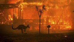 Avustralya'nın En Katastrofik Yangın Sezonu ve Canlıların Evrimi!