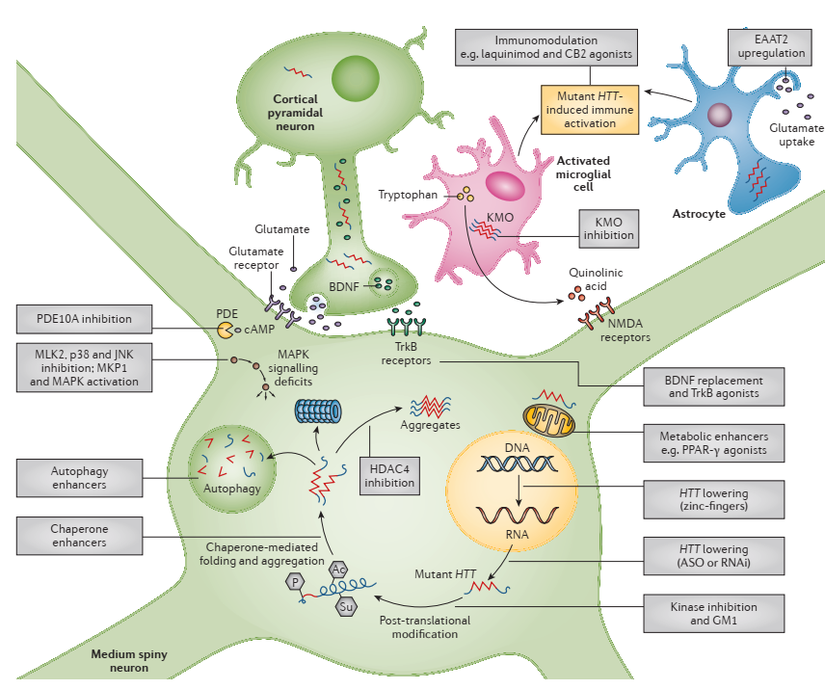 Huntington hastalığı için araştırılan mevcut öncelikli tedavi hedefleri. HTT düşürme ve immünomodülasyonu içeren stratejilerle, tedavide potansiyel kullanım için çeşitli hedefler belirlenmiştir. Ac, asetil grubu; ASO, antisens oligonükleotid; BDNF, beyin kaynaklı nörotrofik faktör; CB2, kannabinoid reseptörü 2; EAAT2, uyarıcı amino asit taşıyıcı 2; GM1, monosialotetrahexosylganglioside; HDAC4, histon deasetilaz 4; JNK, c-Jun N-terminal kinazı (MAPK8, MAPK9 ve MAPK10); KMO, kynurenine 3-monooksijenaz; MAPK, mitojenle aktive olan protein kinaz; NMDA, N-metil-d-aspartat; P, fosfat grubu; p38, mitojenle aktifleştirilen protein kinaz (MAPK11, MAPK12, MAPK13 ve MAPK14); PDE, fosfodiesteraz; PPAR-y, peroksizom proliferatör ile aktive edilmiş reseptör-y; RNAi, RNA interferansı; Su, sumoil grubu; TrkB, tirozin reseptör kinaz B.