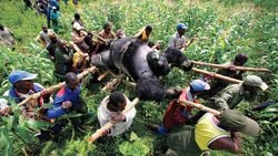 Kongo'daki Goril: 1 Fotoğraf, Gidişatı Değiştirebilir!