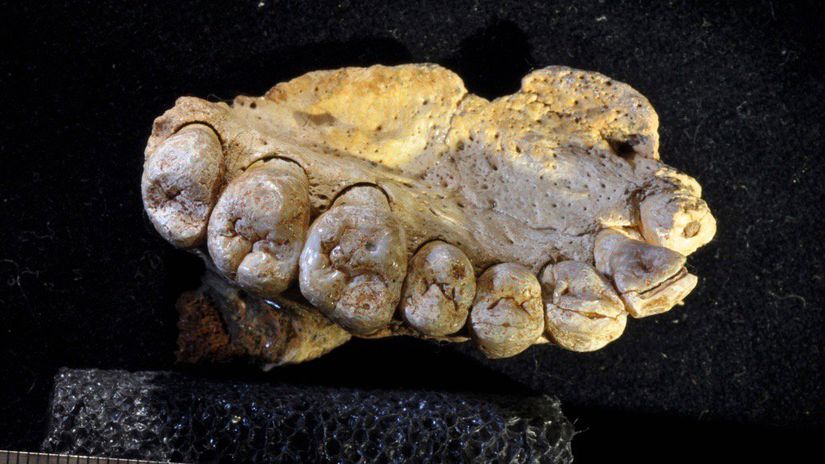 İsrail’de bulunan bir insana ait çene kemiği 180.000 yıl öncesine aittir.