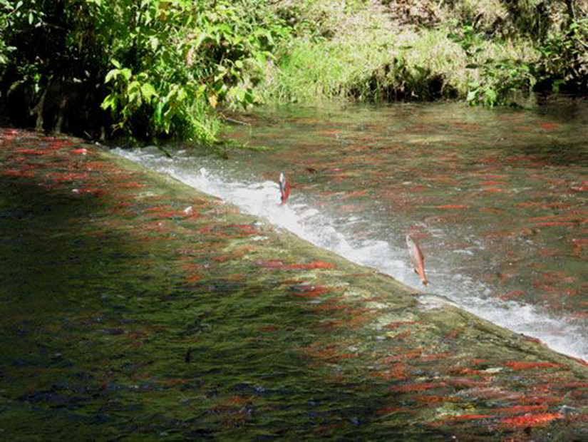 Görsel 4. Göç eden kızıl somon balıkları (Oncorhynchus nerka) - Meadow Creek, British Columbia, Kanada