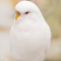 Kuşun genetiği ile nasıl oynanılır örneğin iki tane muhabbet kuşum var renkleri ikiside beyaz bu ikisinden nasıl mavi yada yeşil bir kuş elde ederim?
